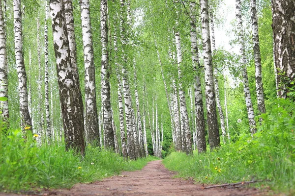 Vackra Björkar Med Vit Näver Björkdungen — Stockfoto