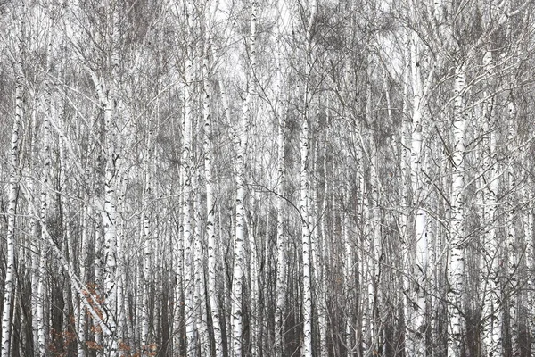 Betulle Bianche Nere Con Corteccia Betulla Nella Foresta Betulle Tra — Foto Stock