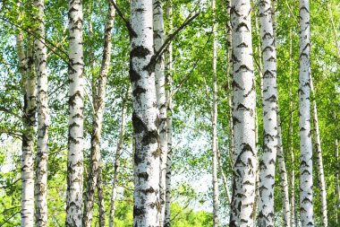 Güzel huş ağaçları ile beyaz huş ağacı kabuğu huş Grove