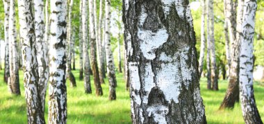 Güzel huş ağaçları ile beyaz huş ağacı kabuğu huş Grove