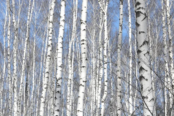 Fekete Fehér Nyír Fák Nyírfakéreg Nyír Erdő Között Más Birches Stock Kép