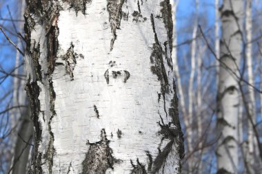 Siyah ve beyaz huş ağaçları huş ağacı orman diğer ağaç arasında huş ağacı kabuğu ile