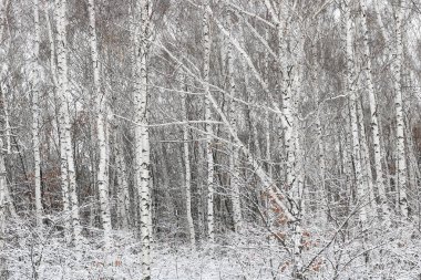 Kışın huş ağacında huş ağacı kabuğu olan siyah beyaz huş ağaçları ve diğer huş ağaçları.