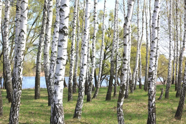 Jonge Berk Met Zwart Witte Berkenschors Het Voorjaar Berkenbos Tegen — Stockfoto