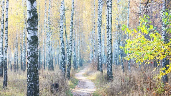 Bela Cena Com Vidoeiros Floresta Vidoeiro Outono Amarelo Outubro Entre — Fotografia de Stock