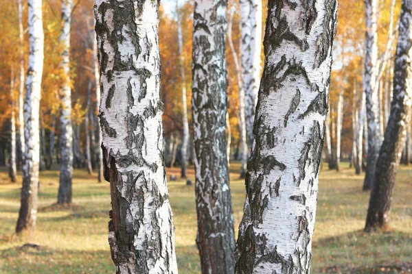 Vacker Scen Med Björkar Gul Höstbjörkskog Oktober Bland Annat Björkar — Stockfoto