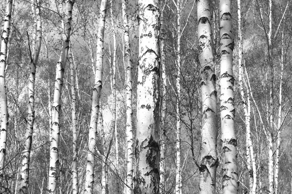 Black and white photo of black and white birches in birch grove with birch bark between other birches