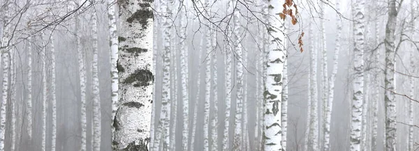 白樺林の春に他の白樺の背景に黒と白の白樺の樹皮を持つ若い白樺 — ストック写真