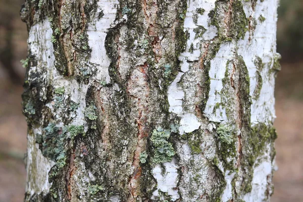 Berken Boom Met Zwart Wit Berkenschors Als Natuurlijke Berk Achtergrond — Stockfoto