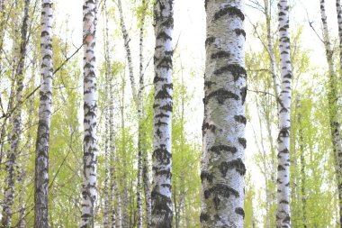 İlkbaharda huş ağacında siyah beyaz huş ağacına sahip genç huş ağacı diğer huş ağaçlarının arka planında.