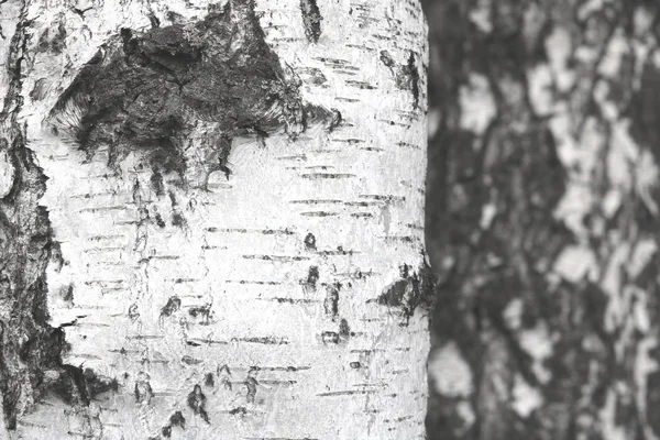 バーチ材の質感と自然なバーチ背景として黒と白樺の樹皮とバーチの木 — ストック写真