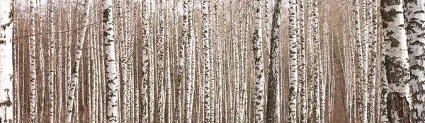 Vidoeiros Jovens Com Casca Vidoeiro Preto Branco Primavera Bosque Vidoeiro — Fotografia de Stock