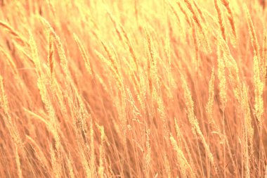 Gün batımında kuru sazlık çim. Sazlık çim arka plan manzara. Sonbahar sazlık arka plan çimen