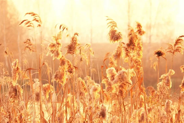Dry Reeds Grass Sunset Landscape Reeds Grass Background Autumn Reeds — Stock Photo, Image