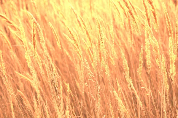 干燥的芦苇草在日落 芦苇草背景的景观 秋芦苇草背景 — 图库照片