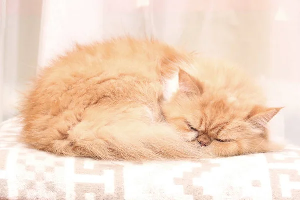 Beautiful Fluffy Red Haired Persian Cat Sleeps Warm Woolen Blanket — Stock Photo, Image