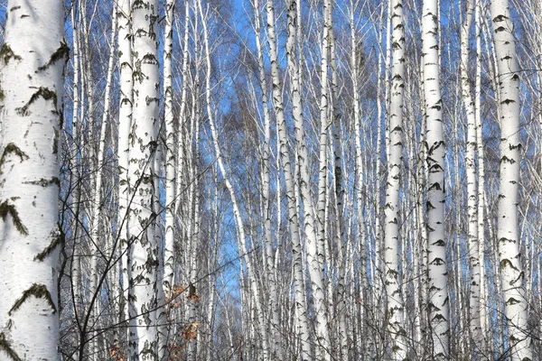 Birch Trees Black White Birch Bark Natural Birch Background Birch — Stock Photo, Image