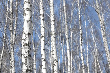 Huş ağaçları ile siyah beyaz huş ağacı kabuğu doğal huş huş dokulu arka plan olarak