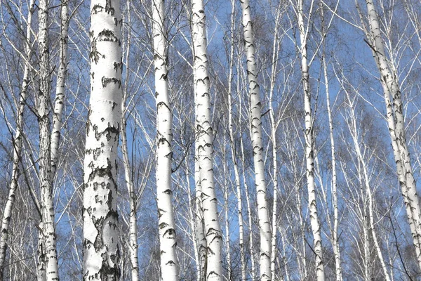 Huş ağaçları ile siyah beyaz huş ağacı kabuğu doğal huş huş dokulu arka plan olarak