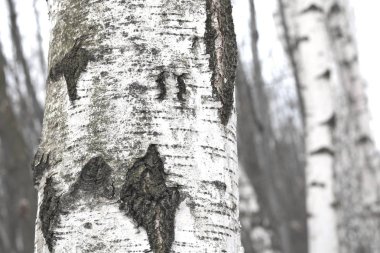 Huş ağaçları ile siyah beyaz huş ağacı kabuğu doğal huş huş dokulu arka plan olarak