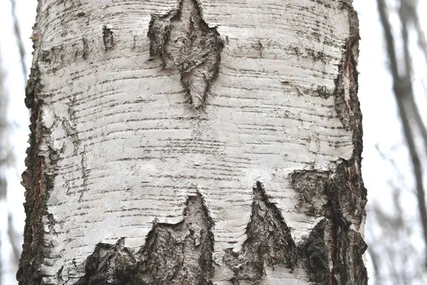 Nyírfa Fekete Fehér Nyírfakéreg Természetes Birch Háttér Textúra Nyír — Stock Fotó