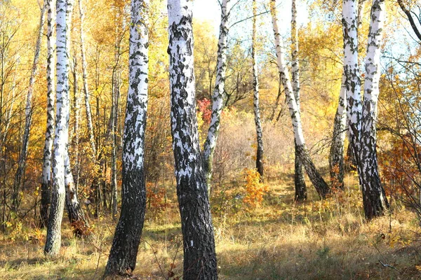 美丽的场景与桦树在10月在桦树林中的其他白桦树 — 图库照片