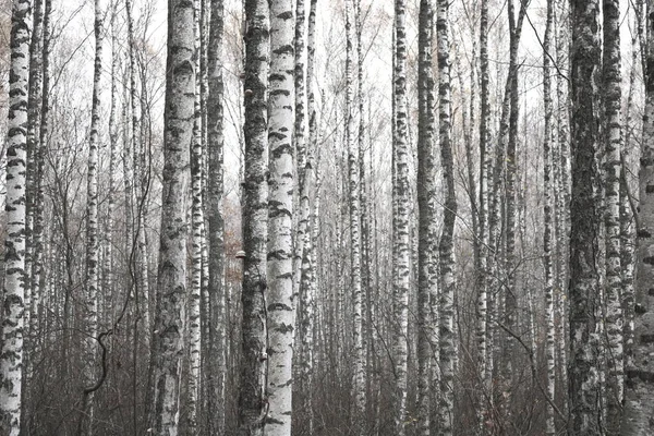 Birch trees with black and white birch bark as natural birch background with birch texture