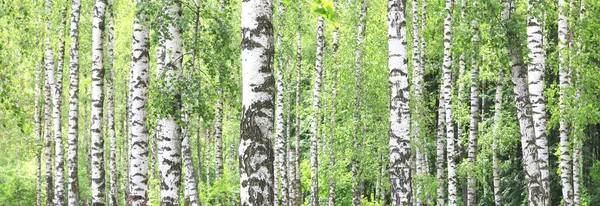 Björkar Med Svart Och Vit Näver Som Naturbjörk Bakgrund Med — Stockfoto