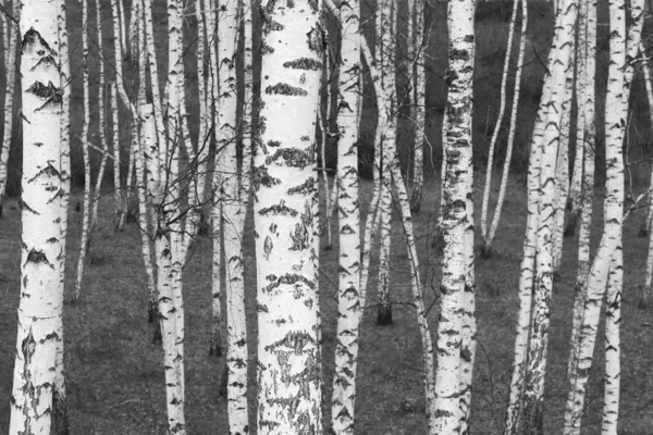 Árboles Abedul Con Corteza Abedul Blanco Negro Como Fondo Abedul — Foto de Stock