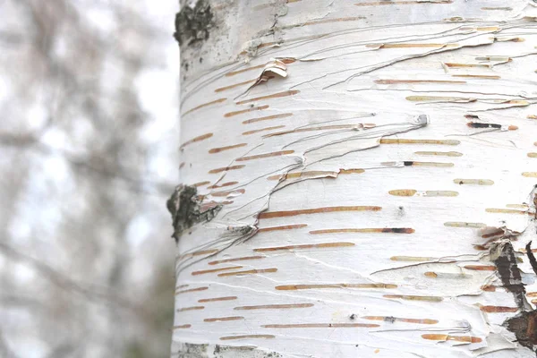 桦树与黑色和白色桦树树皮作为自然桦树背景与桦树纹理 — 图库照片