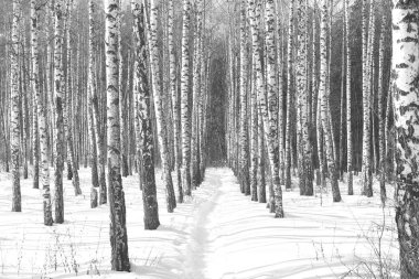 Siyah ve beyaz huş ağaçları huş ağacı orman arasında diğer ağaç kışın huş ağacı kabuğu ile