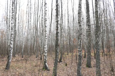 Birch Grove diğer Birches arasında Ekim ayında Birches ile güzel sahne