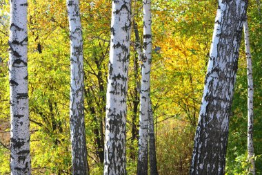 Birch Grove diğer Birches arasında Ekim ayında Birches ile güzel sahne
