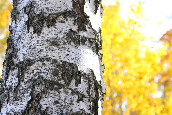 Hermosa Escena Con Abedules Octubre Entre Otros Abedules Abedul — Foto de Stock