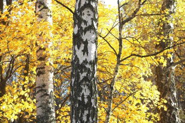 huş bahçesinde diğer huş ağacı arasında Ekim ayında huş ağacı ile güzel sahne
