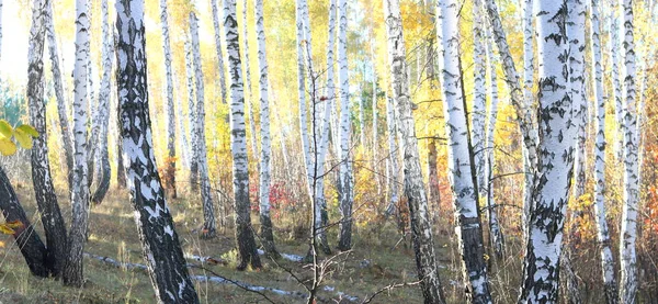 Piękna Scena Birches Październiku Wśród Innych Birches Brzozy Gaj — Zdjęcie stockowe