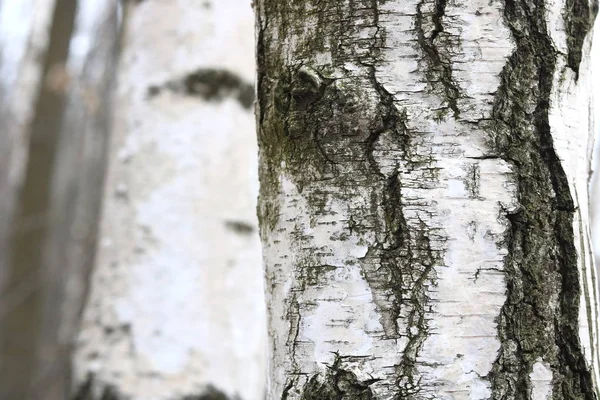 Huş Ağaçları Ile Siyah Beyaz Huş Ağacı Kabuğu Doğal Huş — Stok fotoğraf
