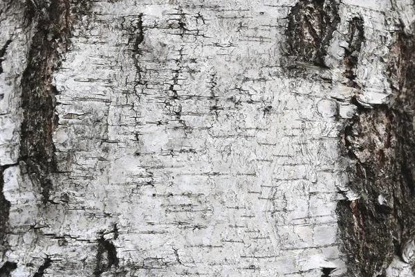 Birch trees with black and white birch bark as natural birch background with birch texture