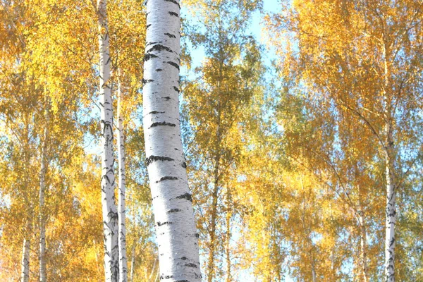 Beautiful Scene Birches October Other Birches Birch Grove — Stock Photo, Image