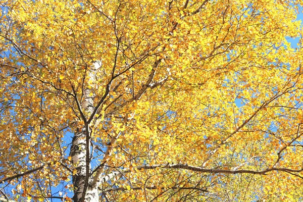 Beautiful Scene Birches October Other Birches Birch Grove — Stock Photo, Image