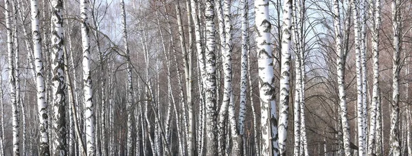 나무의 배경에 나무숲에 검은색과 자작나무 껍질과 — 스톡 사진