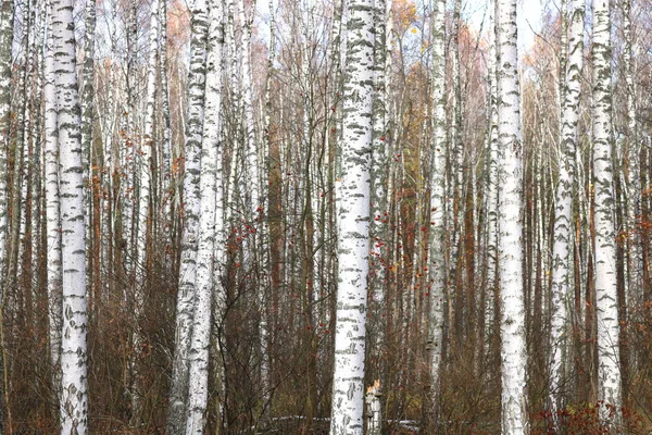 Mooie Scène Met Berken Oktober Onder Andere Birches Met Gele — Stockfoto