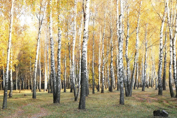 Gyönyörű Jelenet Birches Guest Októberben Többek Között Nyírfák Sárga Nyírfa — Stock Fotó