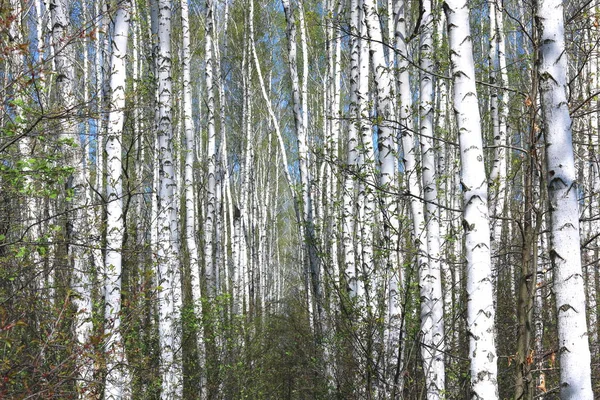 Młody Birches Kory Brzozy Czarno Białe Wiosnę Brzozowy Gaj Tle — Zdjęcie stockowe