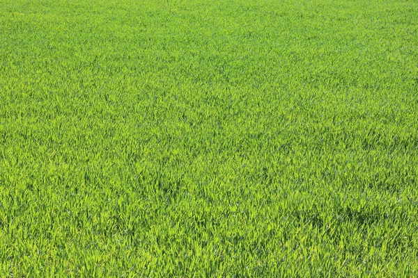 Sfondo Verde Naturale Con Succosa Primavera Erba Verde — Foto Stock