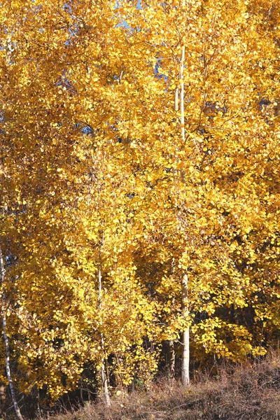 Huş Bahçesinde Diğer Huş Ağacı Arasında Ekim Ayında Huş Ağacı — Stok fotoğraf