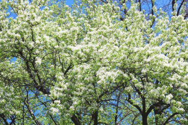 Güzel beyaz elma çiçekleri ve yeşil elma ağacı yaprakları baharda güneşli bir havada elma bahçesinde.