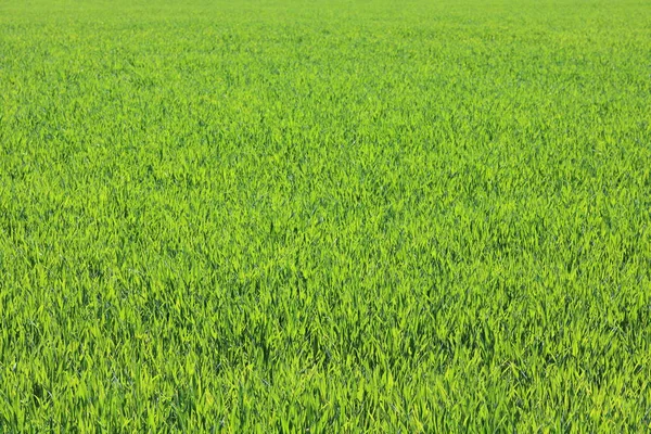 달콤한 잔디와 — 스톡 사진