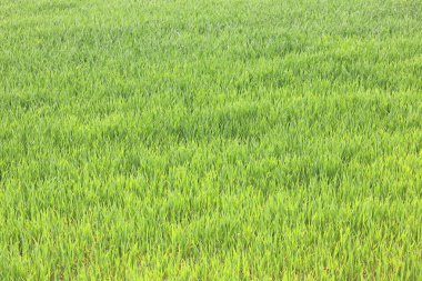 Doğal yeşil arka plan ile sulu bahar yeşil çimen