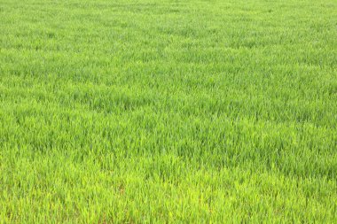 Doğal yeşil arka plan ile sulu bahar yeşil çimen